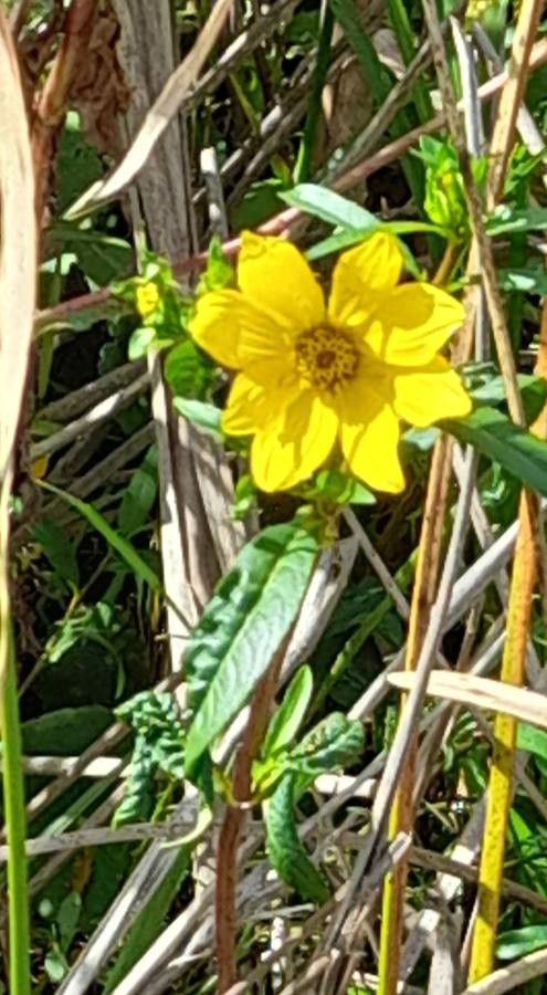 Bidens laevis flower