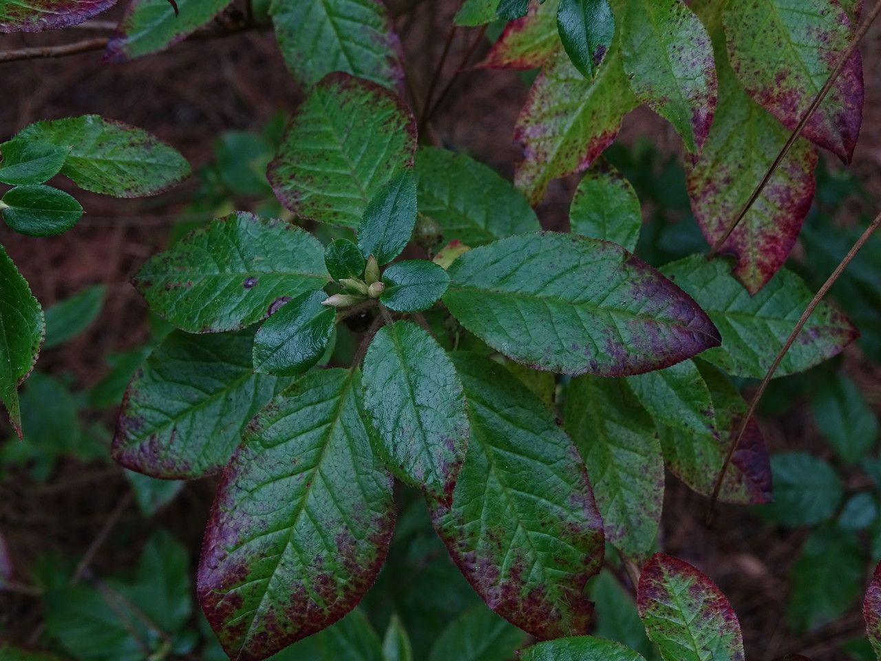 Rhododendron semibarbatum — houseplant care guide
