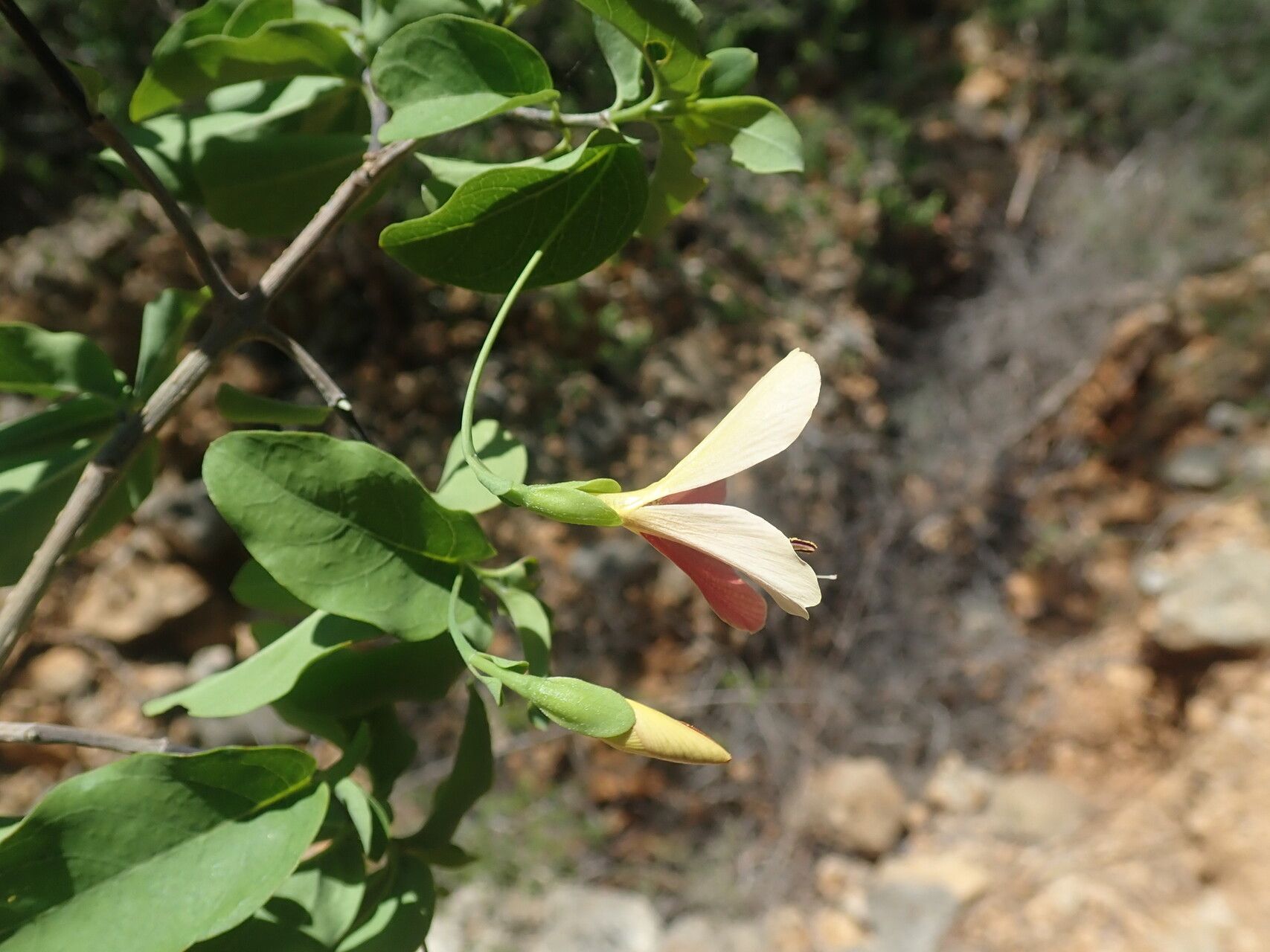 Barleria longipes flower