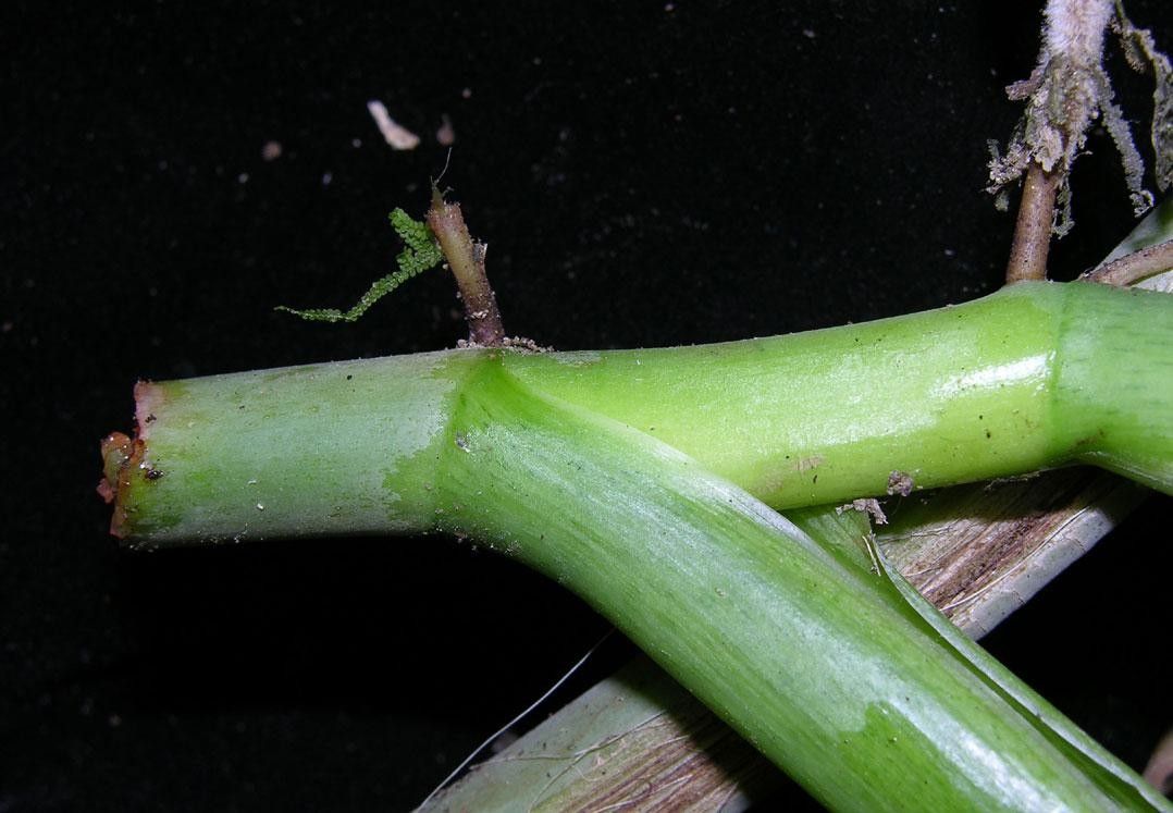 Philodendron ligulatum bark