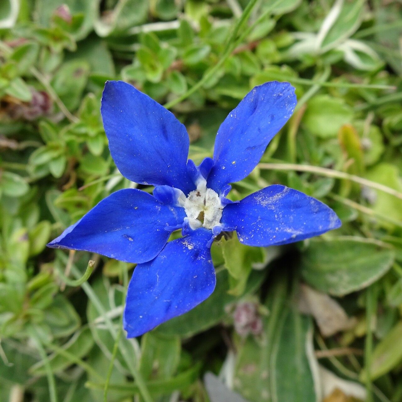 Gentiana verna flower