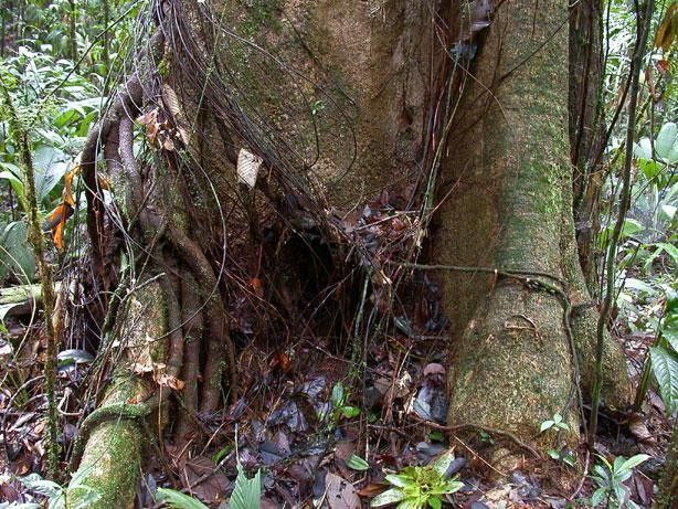 Ilex ramonensis bark