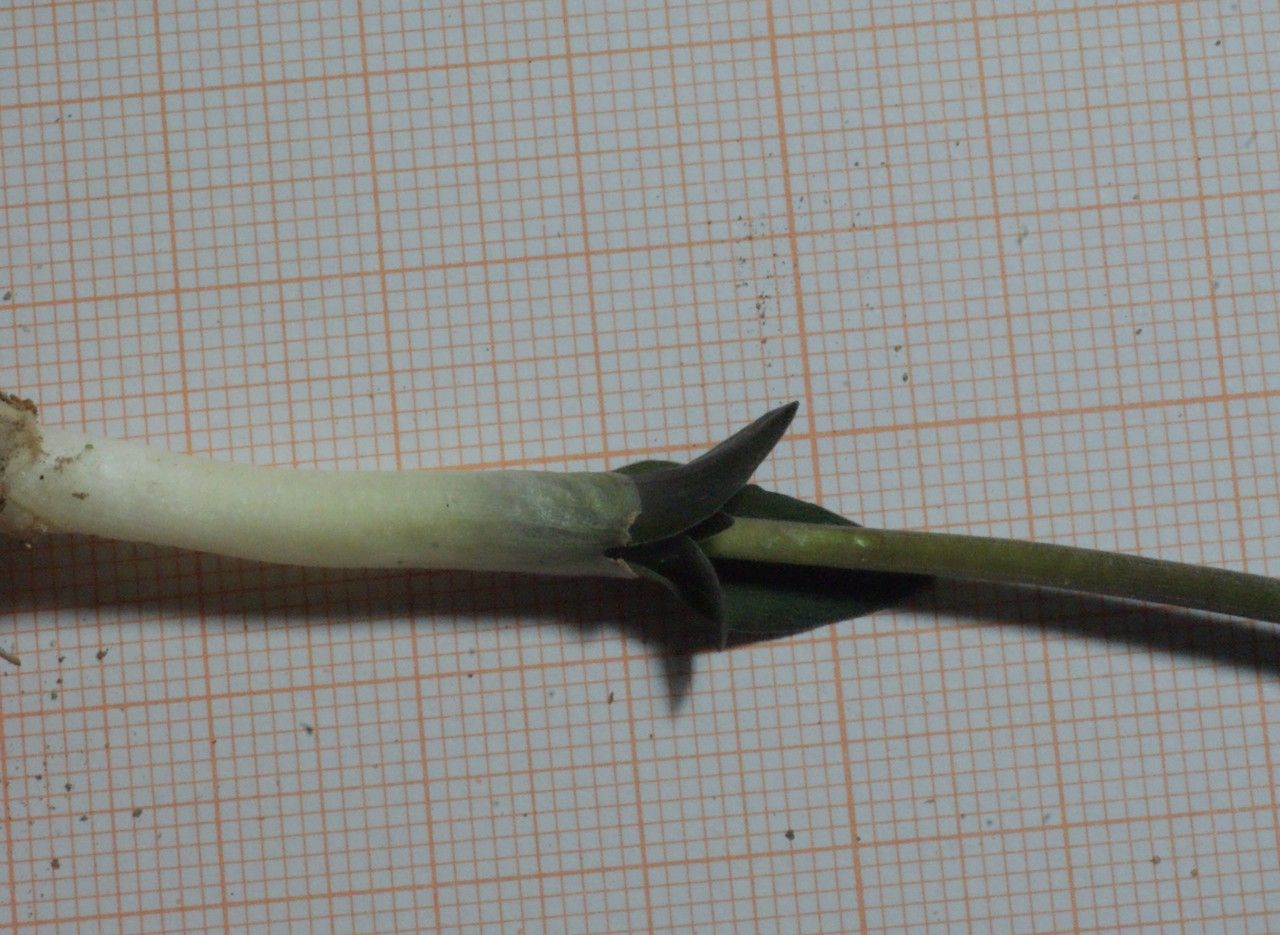 Hyacinthoides lingulata bark