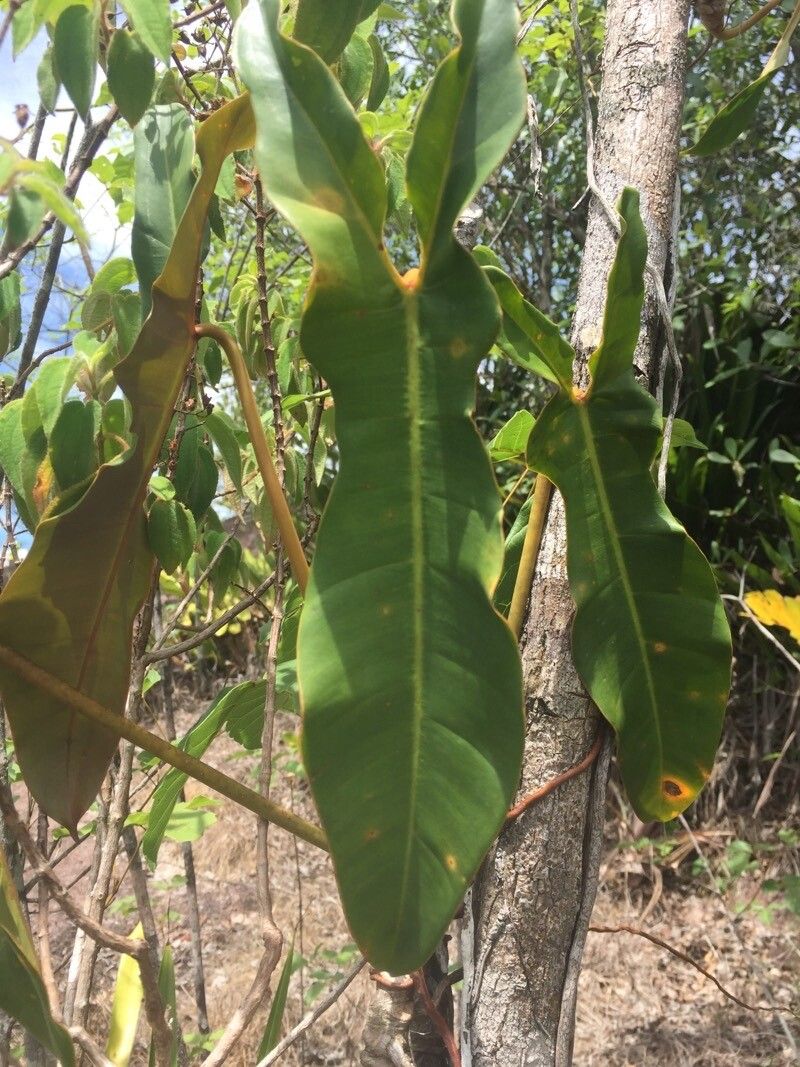 Philodendron billietiae — search result for 'Guyana'