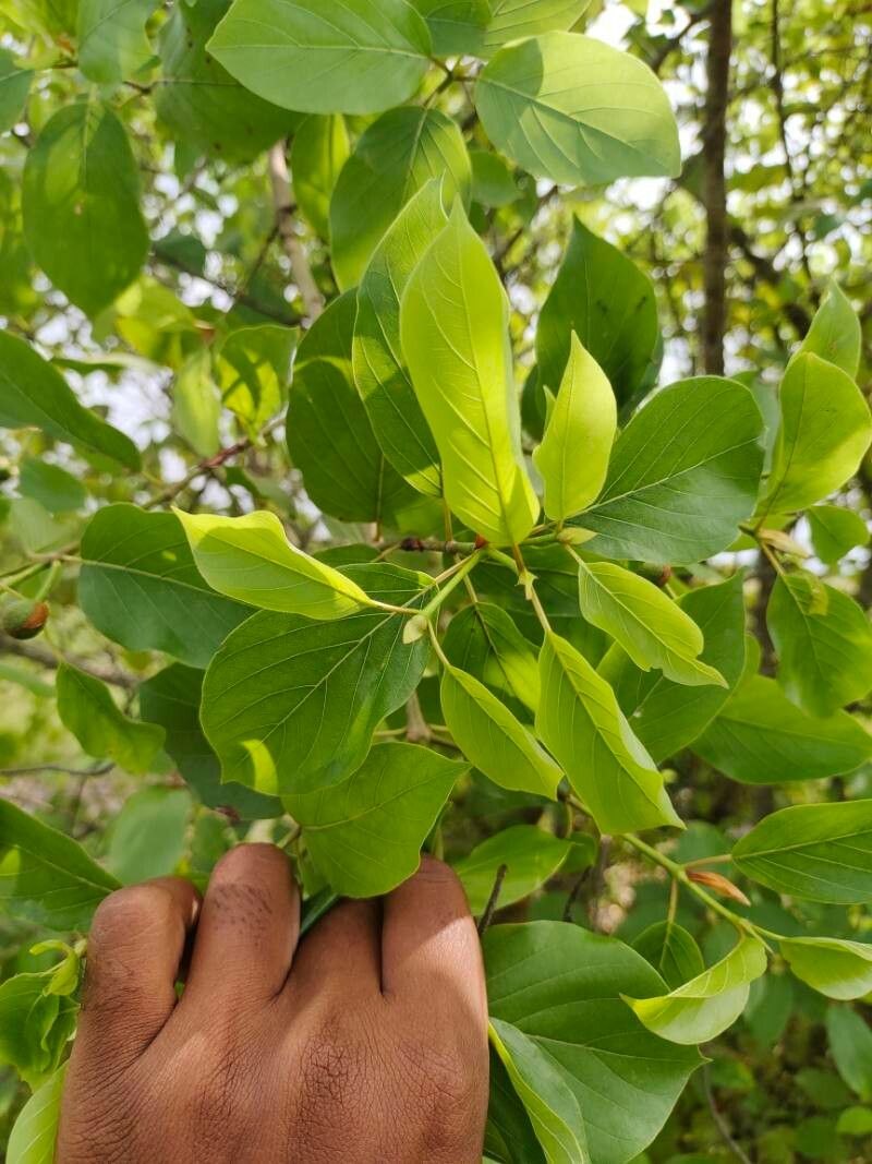 Mitragyna inermis — related species from the same genus