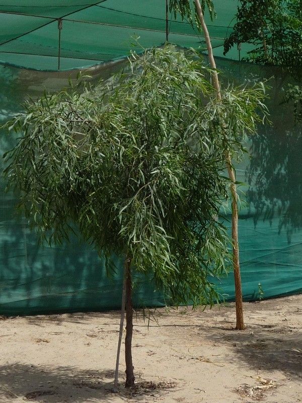 Acacia stenophylla — search result for 'Acacia'