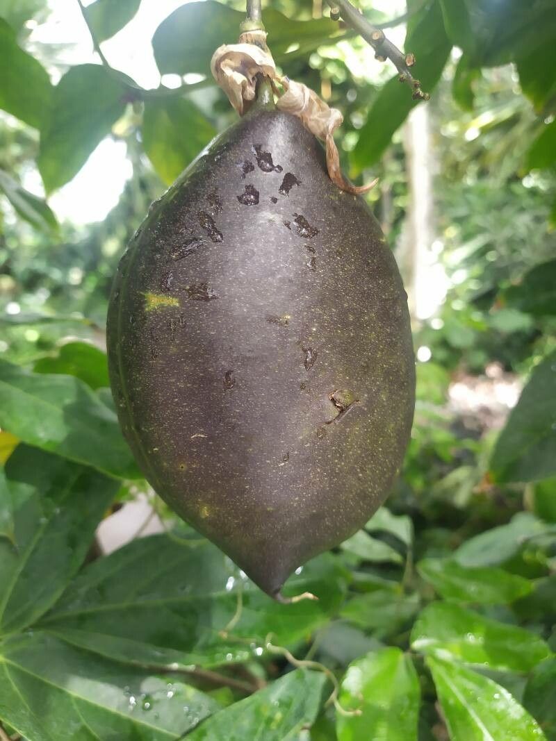 Pouzolzia laevigata fruit