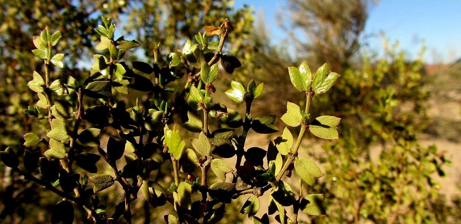 Larrea cuneifolia leaf