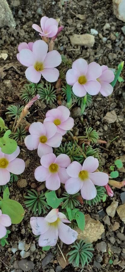 Oxalis palmifrons flower