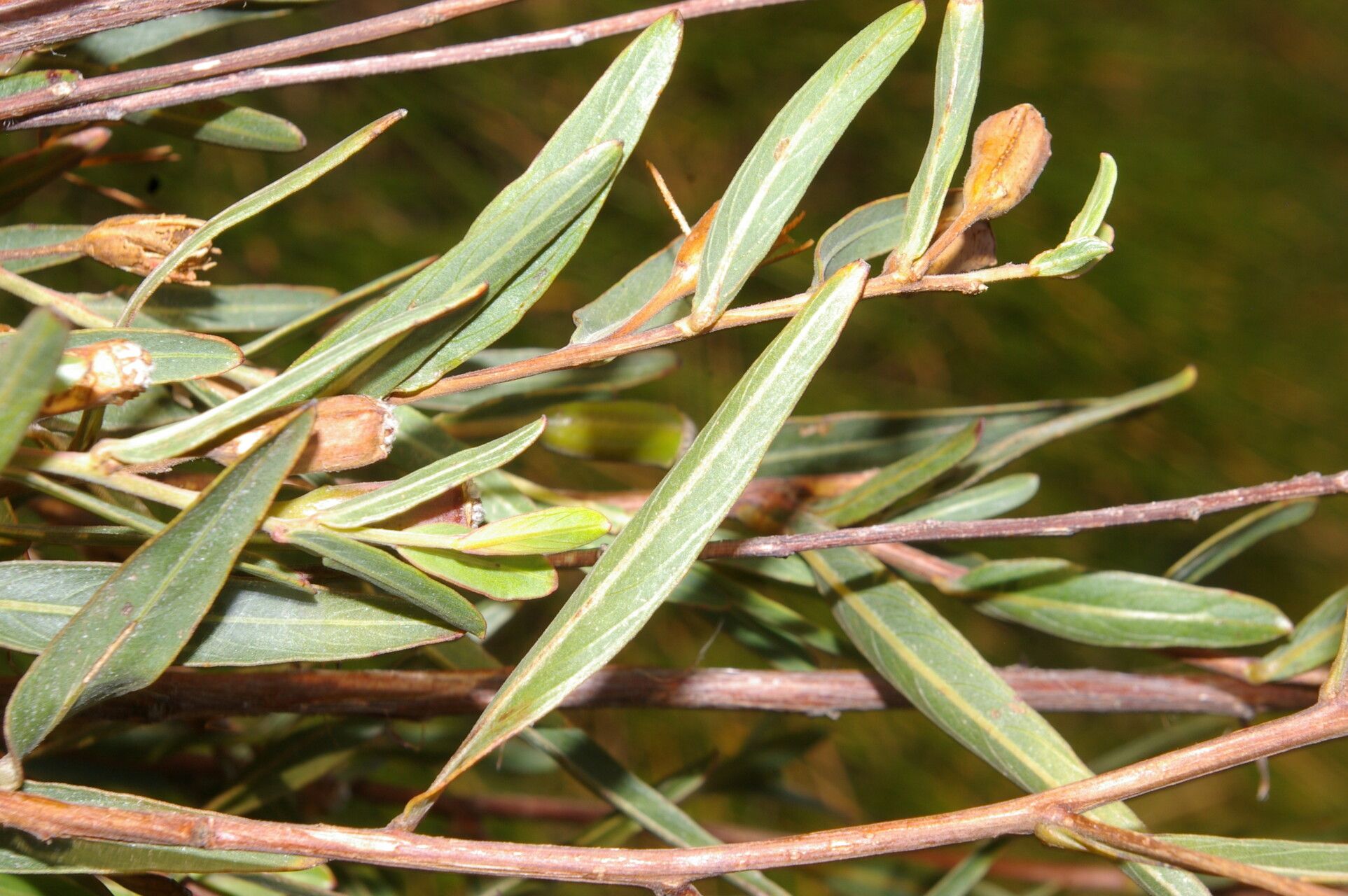 Ludwigia rigida — search result for 'Ludwigia'