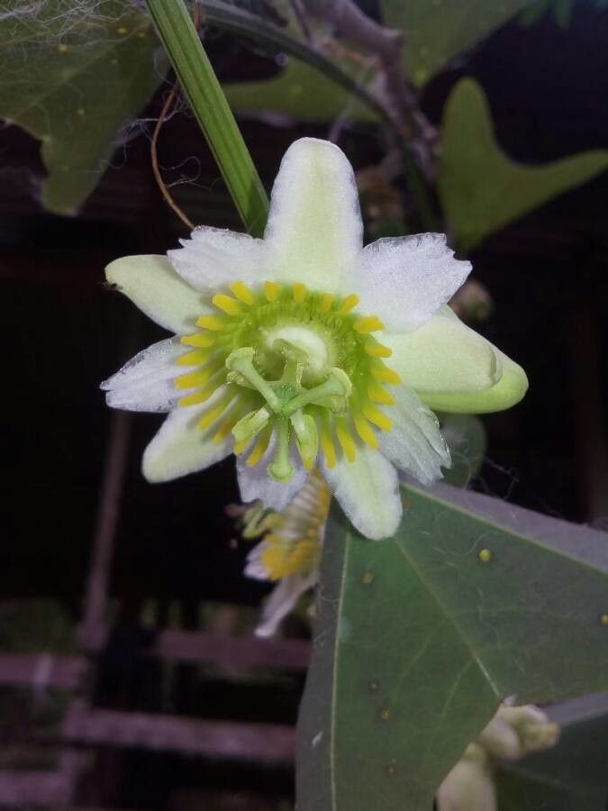 Passiflora biflora flower