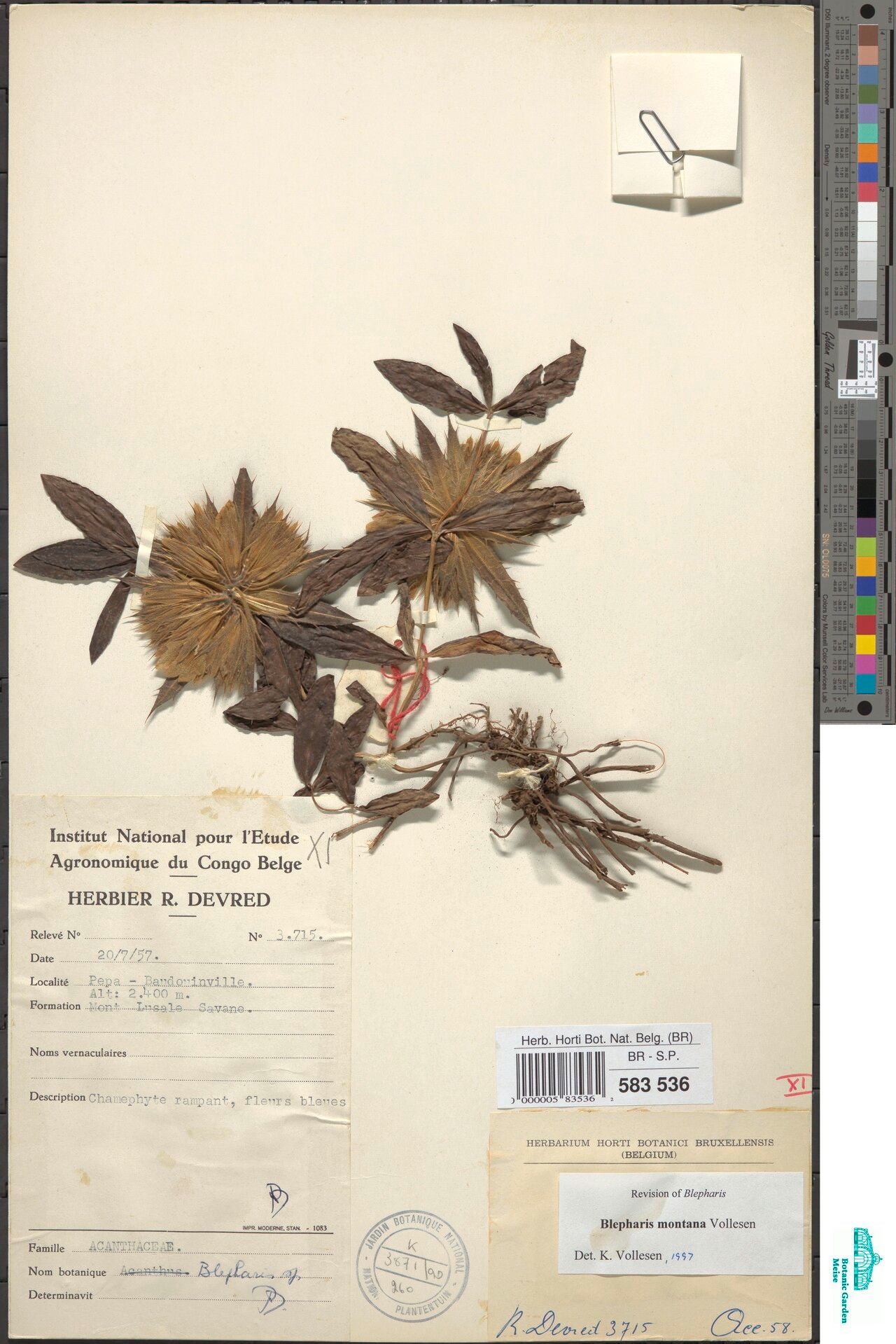 Blepharis montana — houseplant care guide