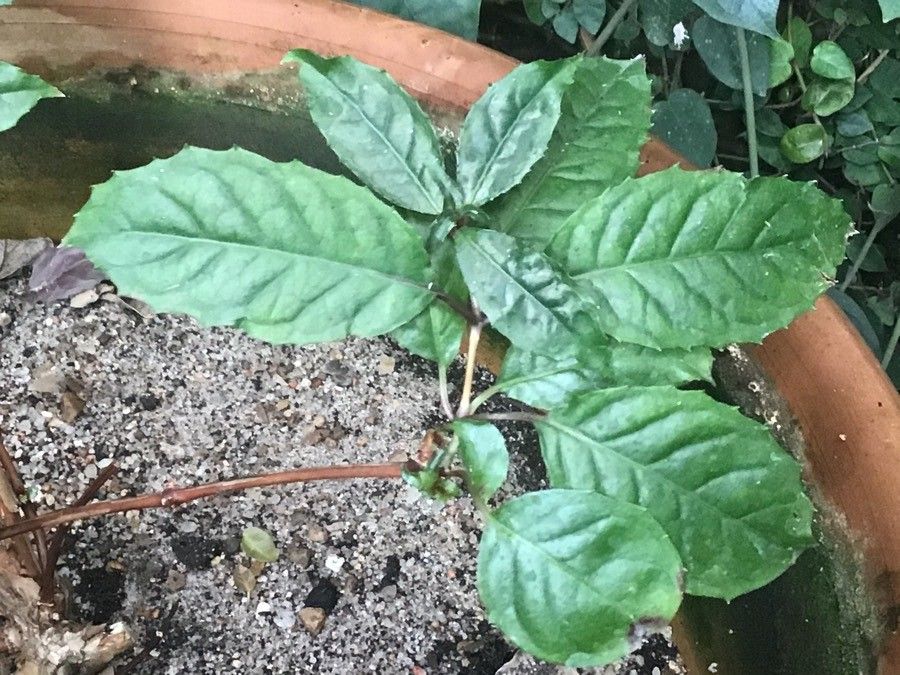 Fuchsia regia — search result for 'Fuchsia'