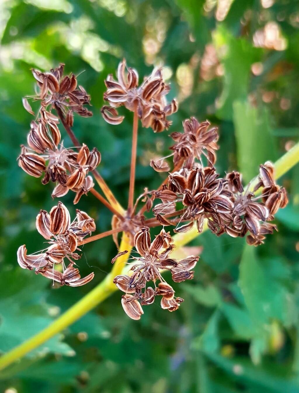 Levisticum officinale fruit