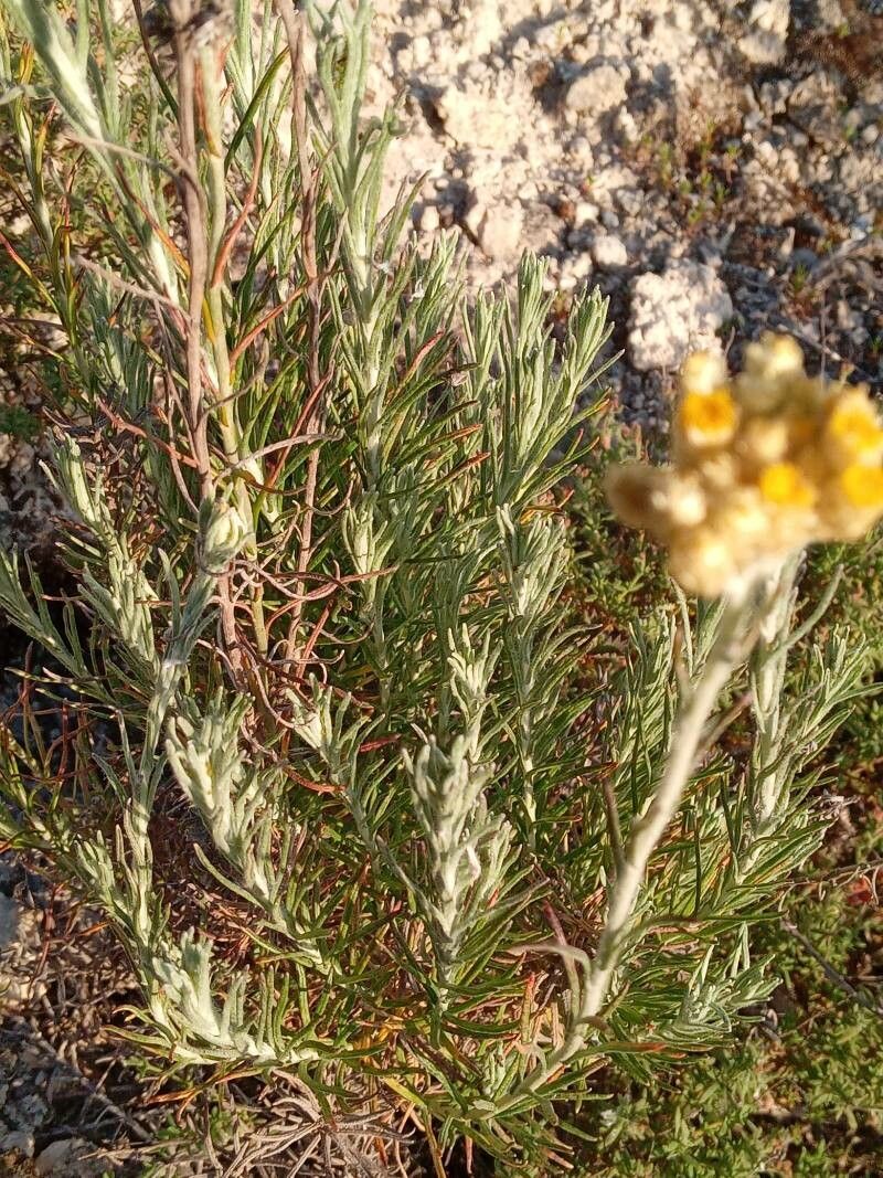 Chrysocephalum semipapposum — houseplant care guide