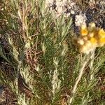 Chrysocephalum semipapposum