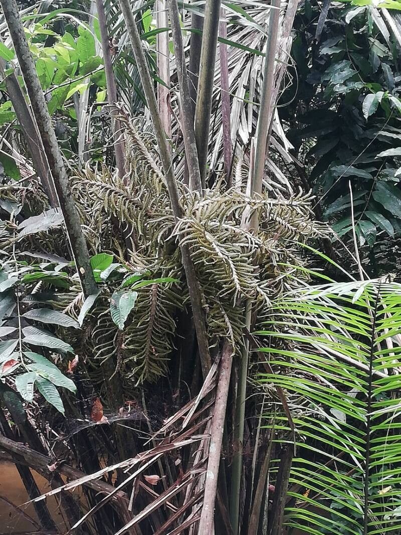 Raphia laurentii — search result for 'Raphia'