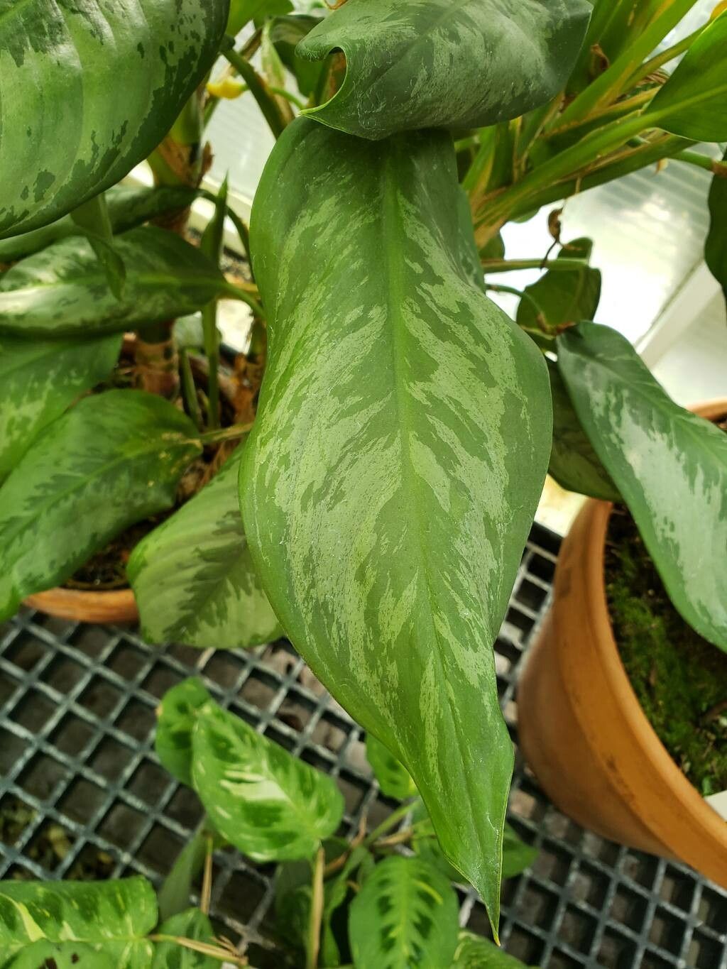 Aglaonema robeleynii