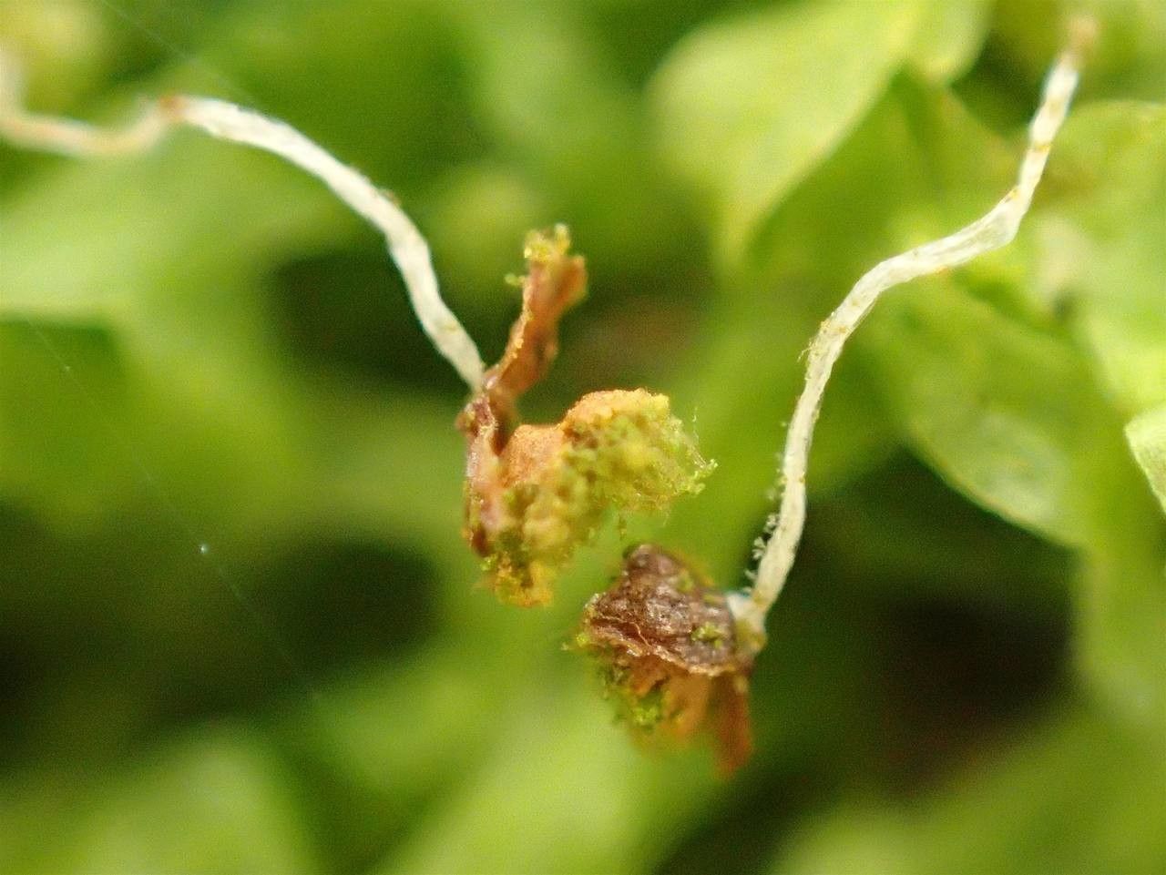 Metzgeria furcata fruit