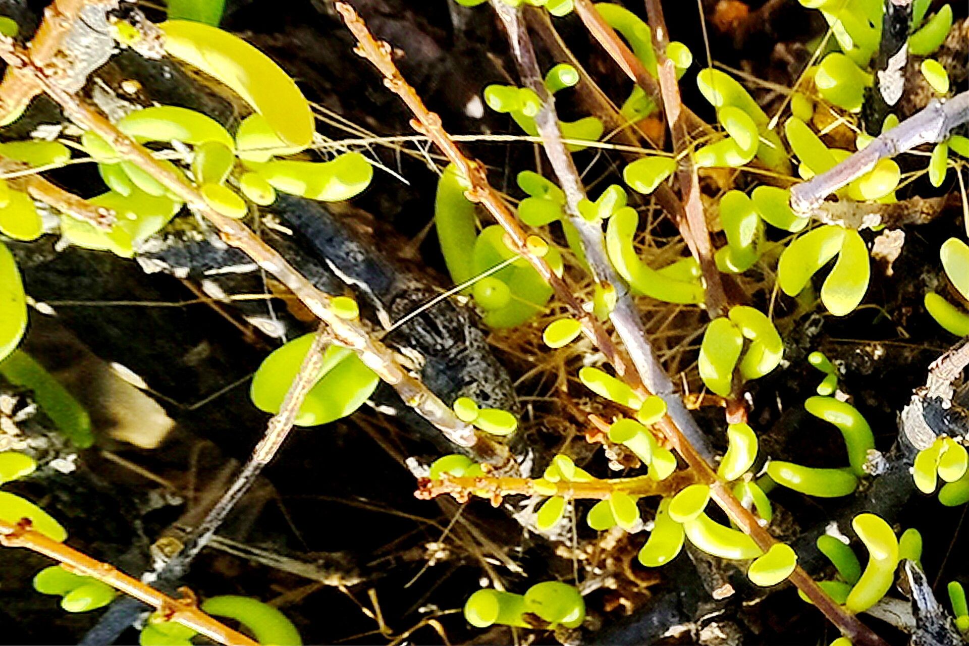 Portulacaria fruticulosa