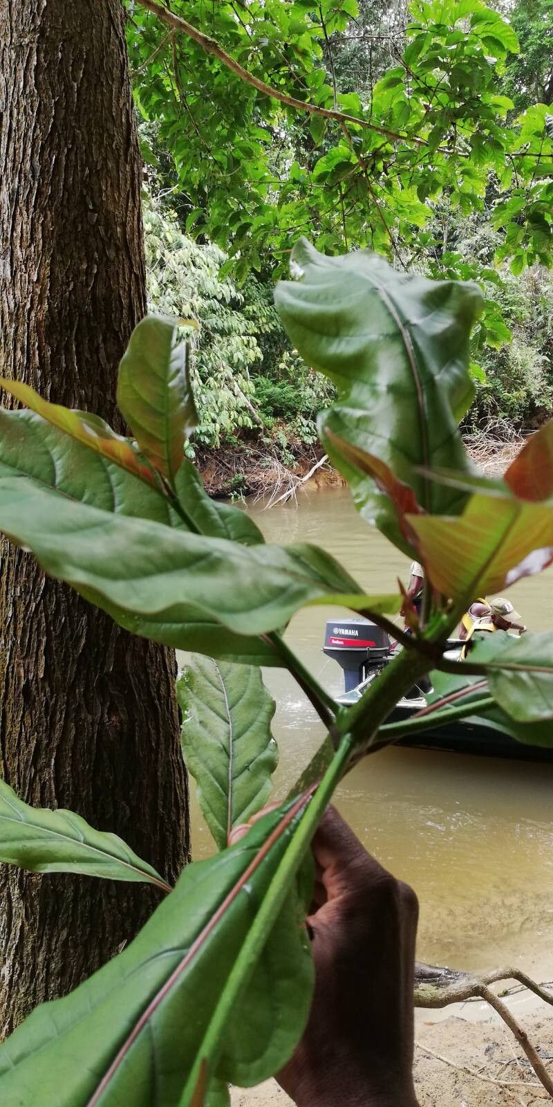 Nauclea vanderguchtii leaf