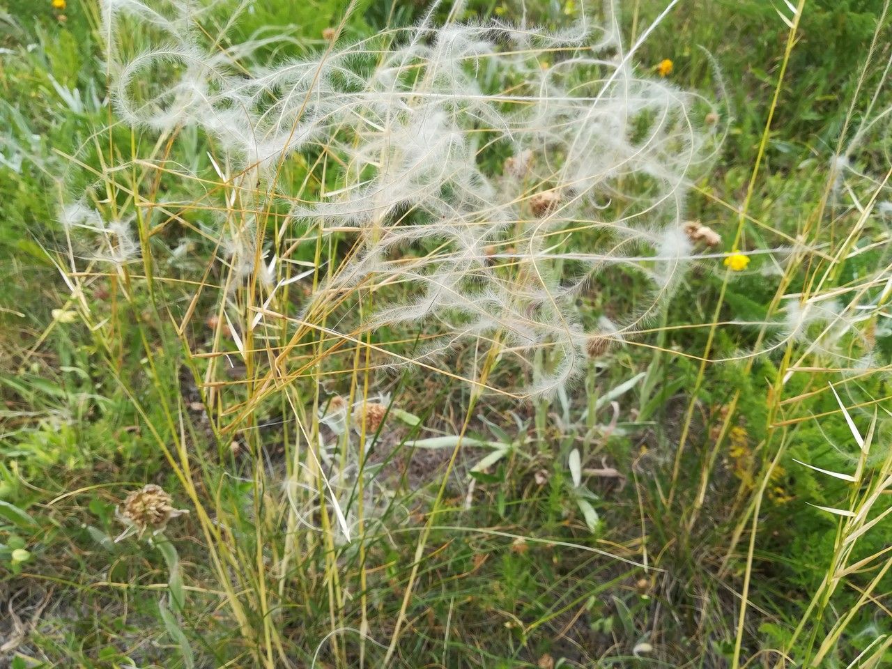 Stipa eriocaulis flower