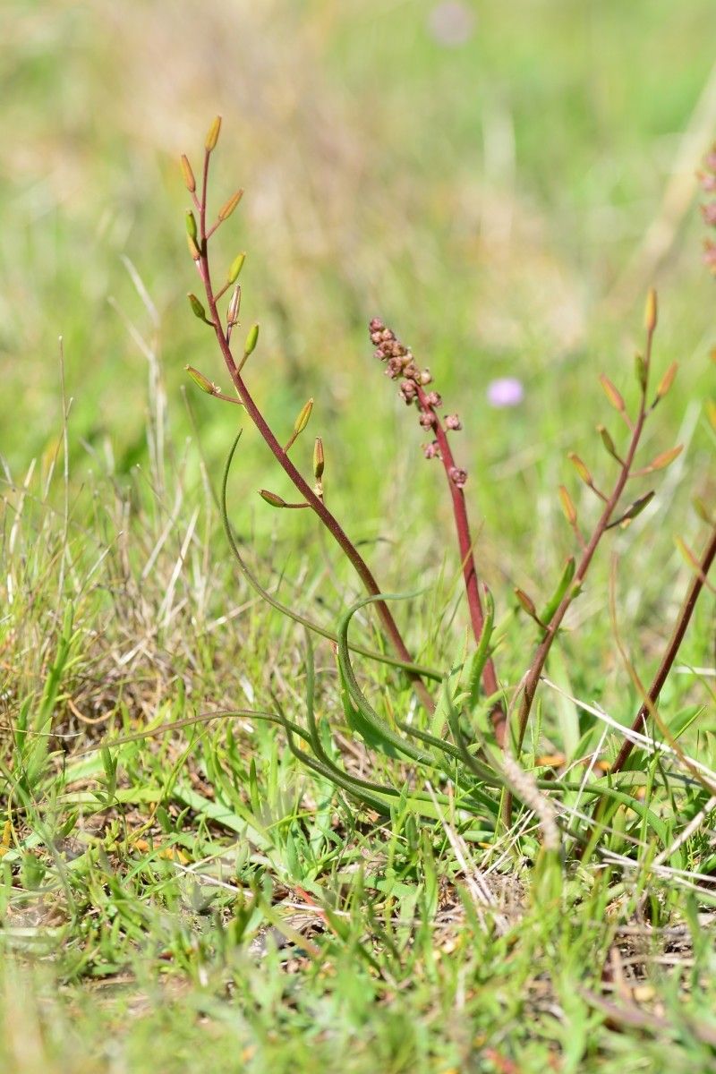 Triglochin bulbosa habit
