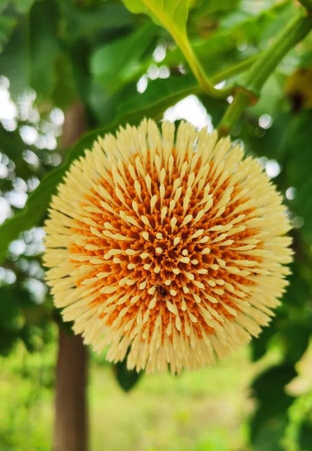 Neolamarckia cadamba flower