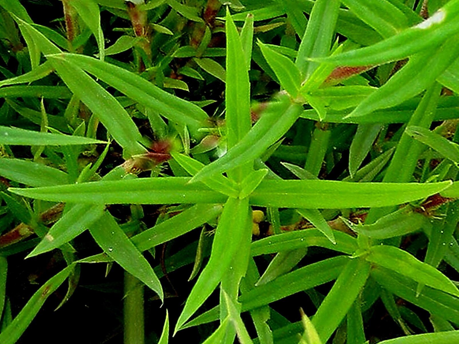 Hexasepalum apiculatum — related species from the same genus