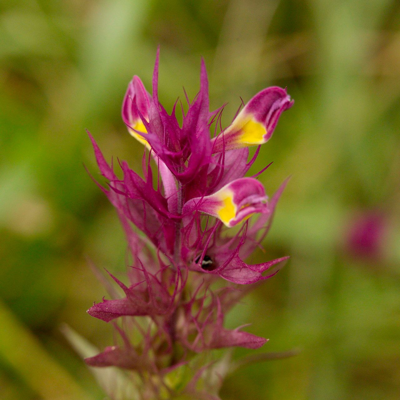 Melampyrum arvense flower