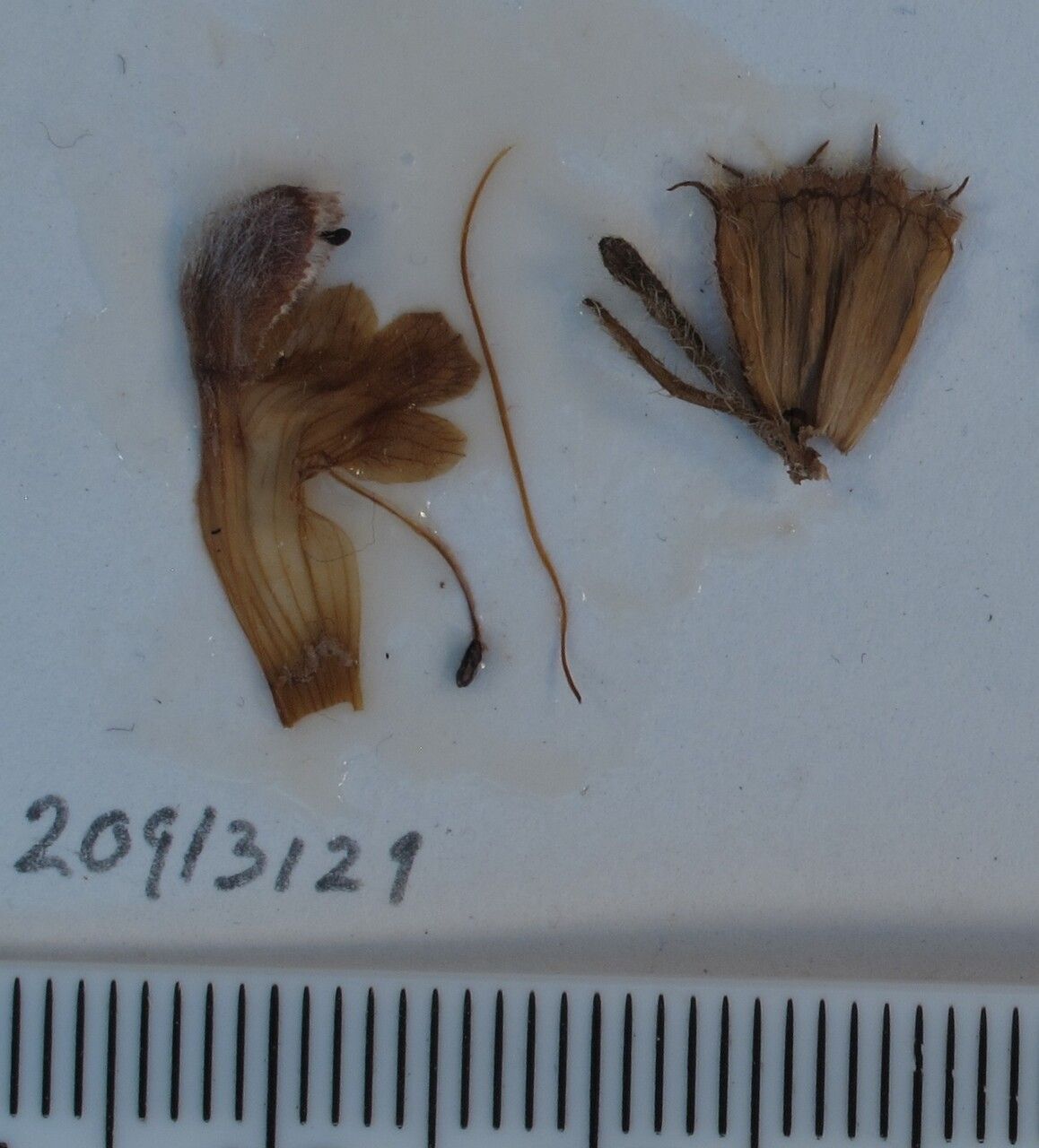 Phlomoides bracteosa other