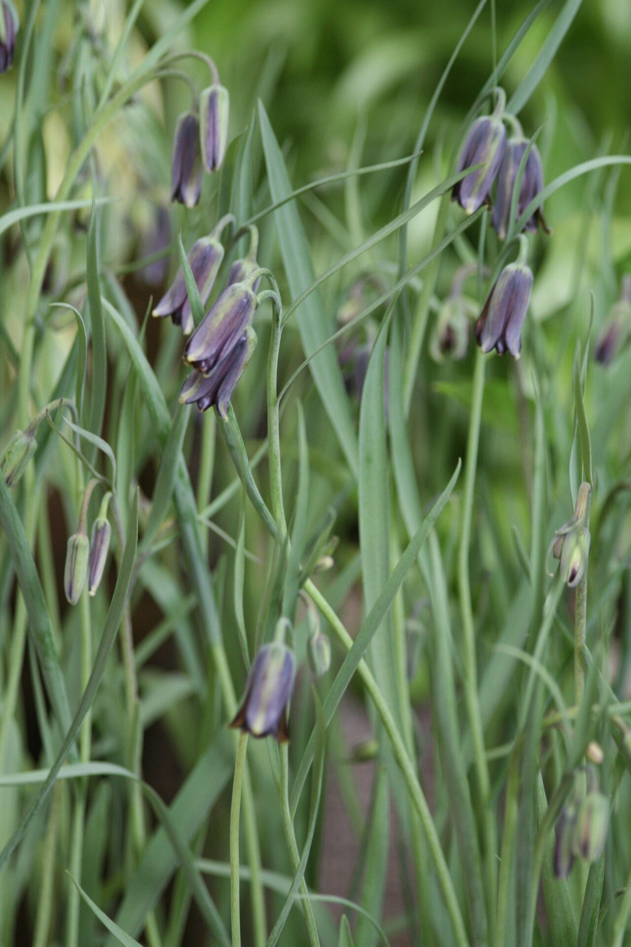 Fritillaria elwesii — houseplant care guide