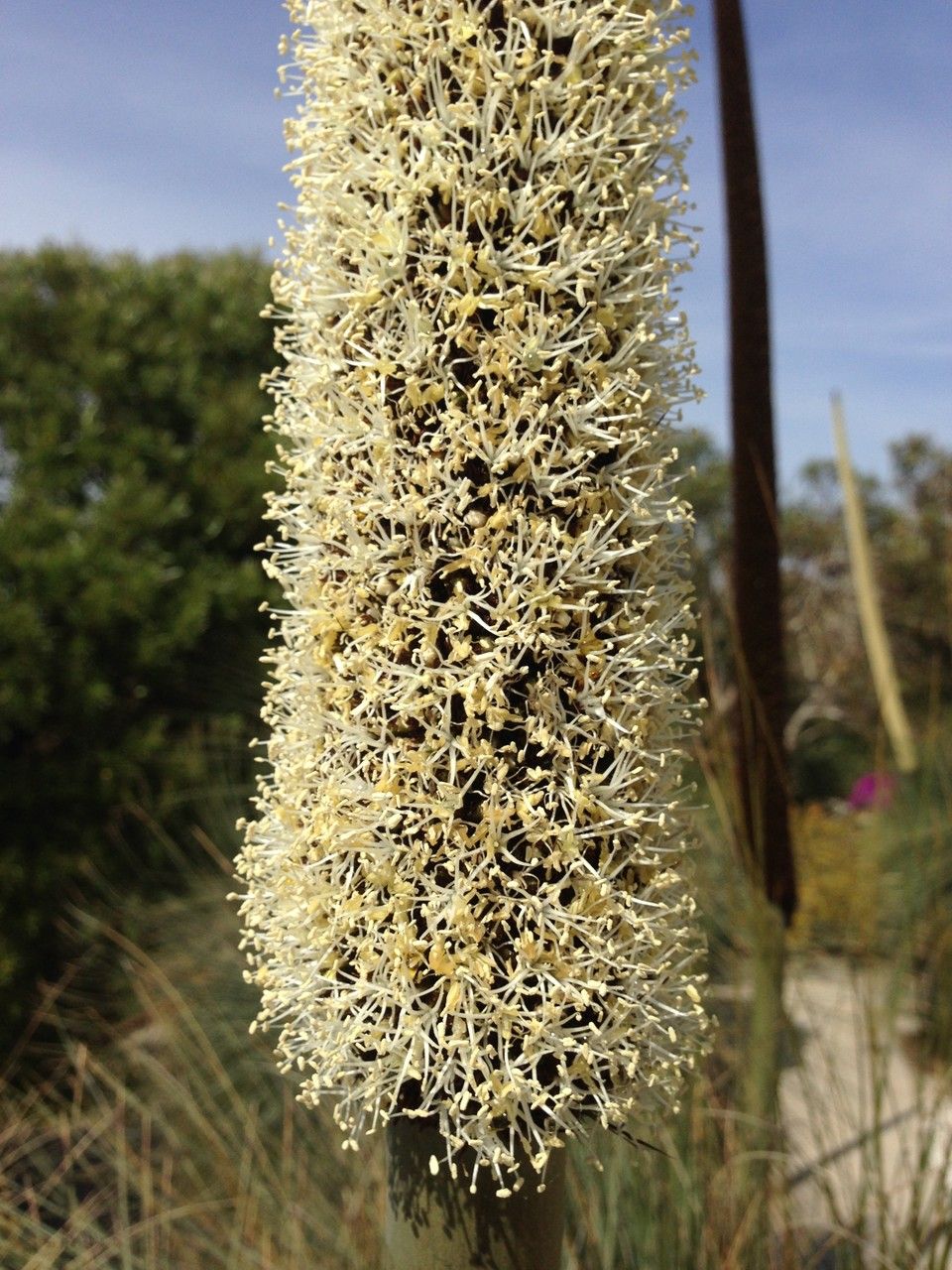 Xanthorrhoea glauca fruit