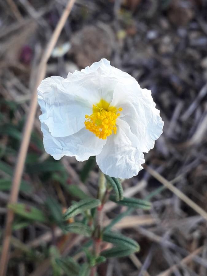 Helianthemum apenninum flower