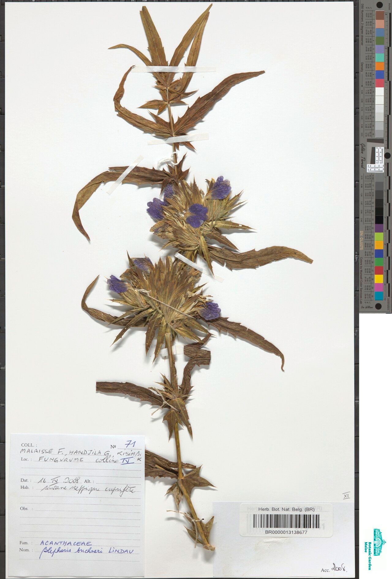 Blepharis buchneri — related species from the same genus