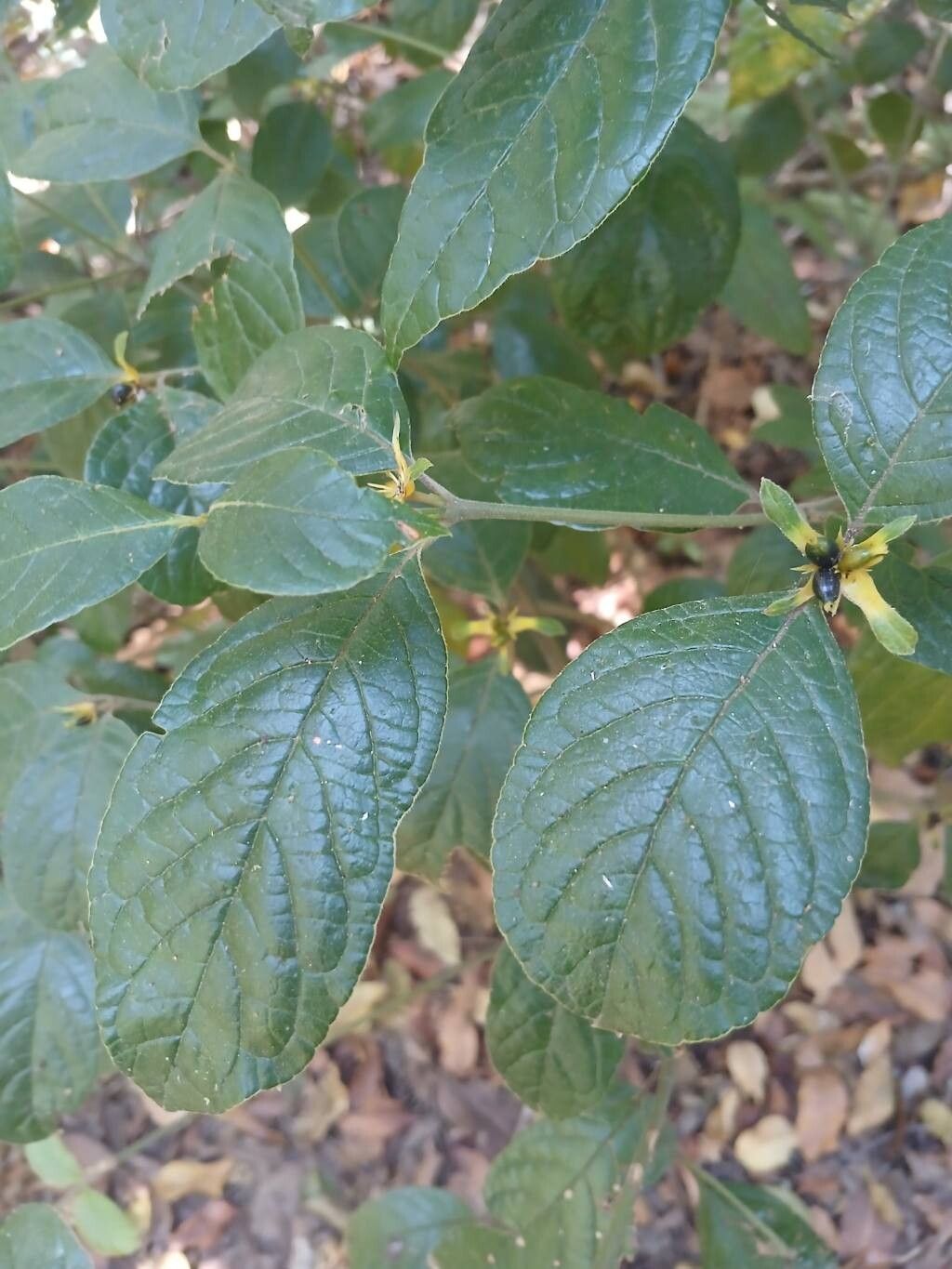 Palicourea prunifolia leaf