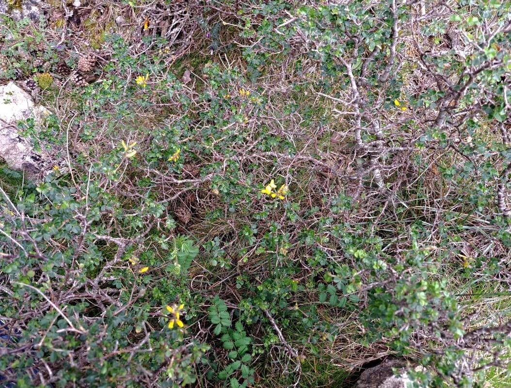 Ononis aragonensis habit