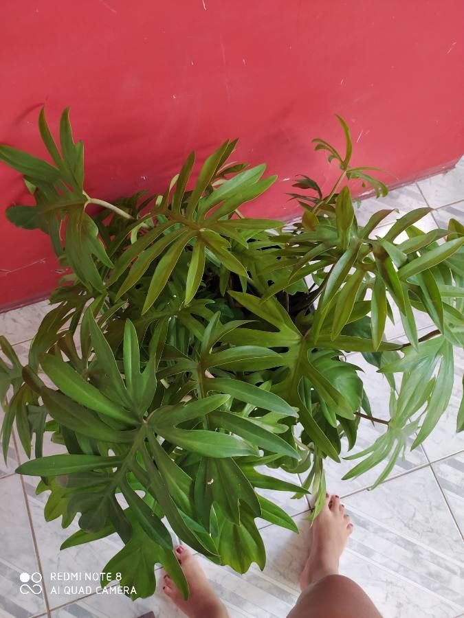 Philodendron radiatum habit