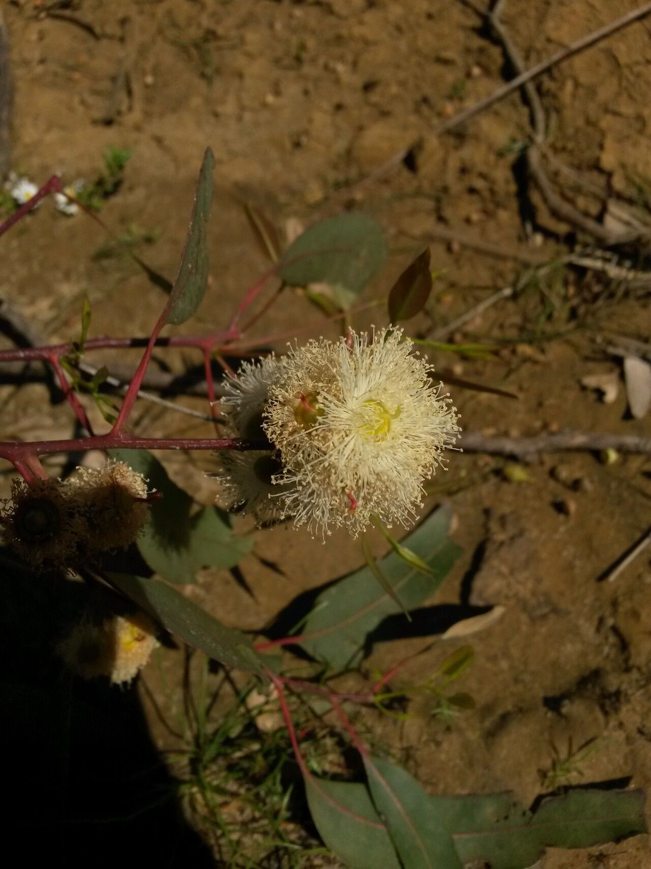 Eucalyptus torquata flower