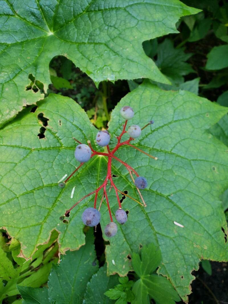Podophyllum cymosum fruit