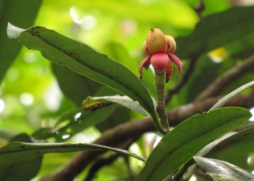 Zygogynum vinkii fruit