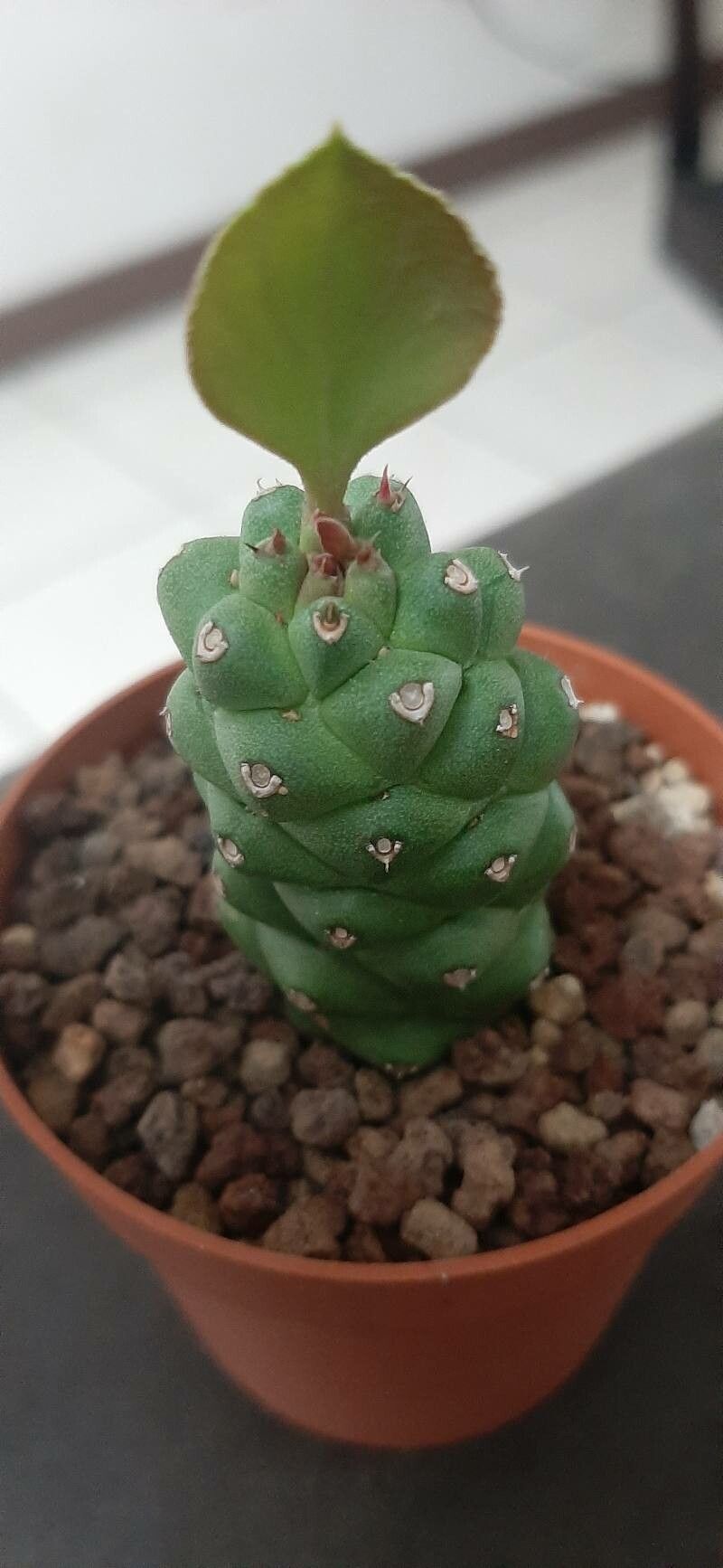 Euphorbia ritchiei bark