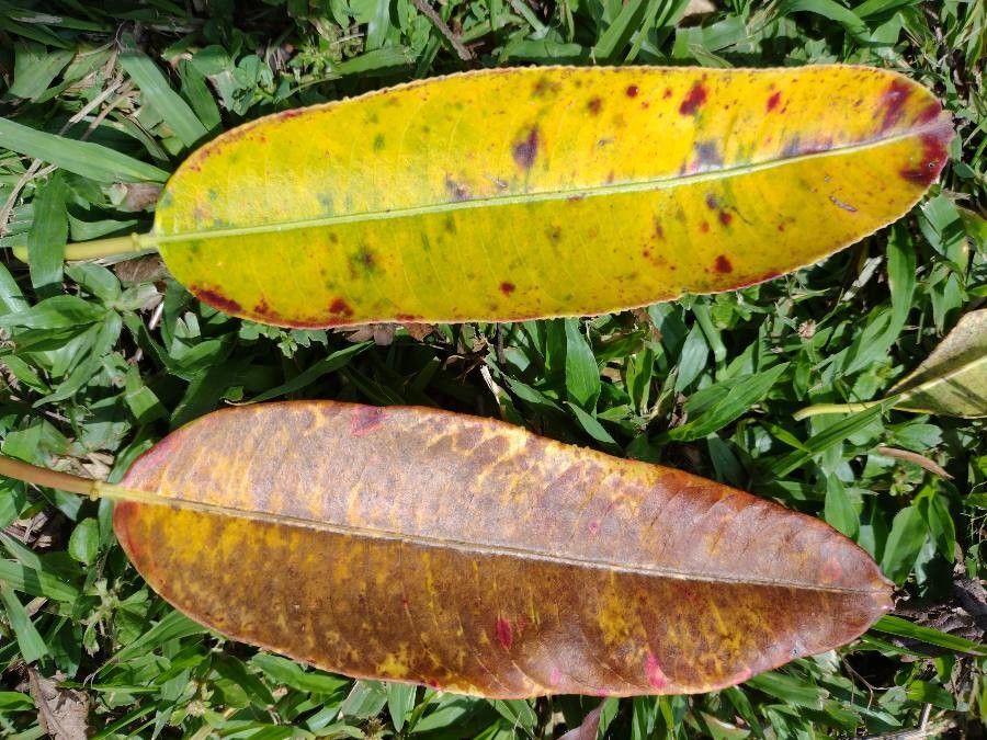 Sapium glandulosum leaf
