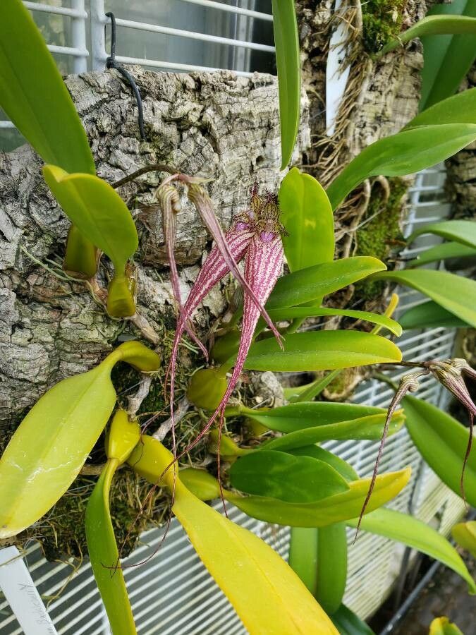 Bulbophyllum rothschildianum habit