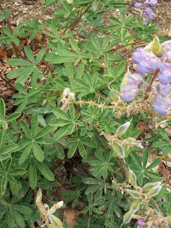 Lupinus formosus leaf