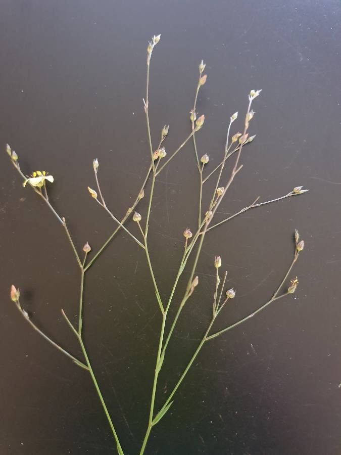 Linum volkensii fruit