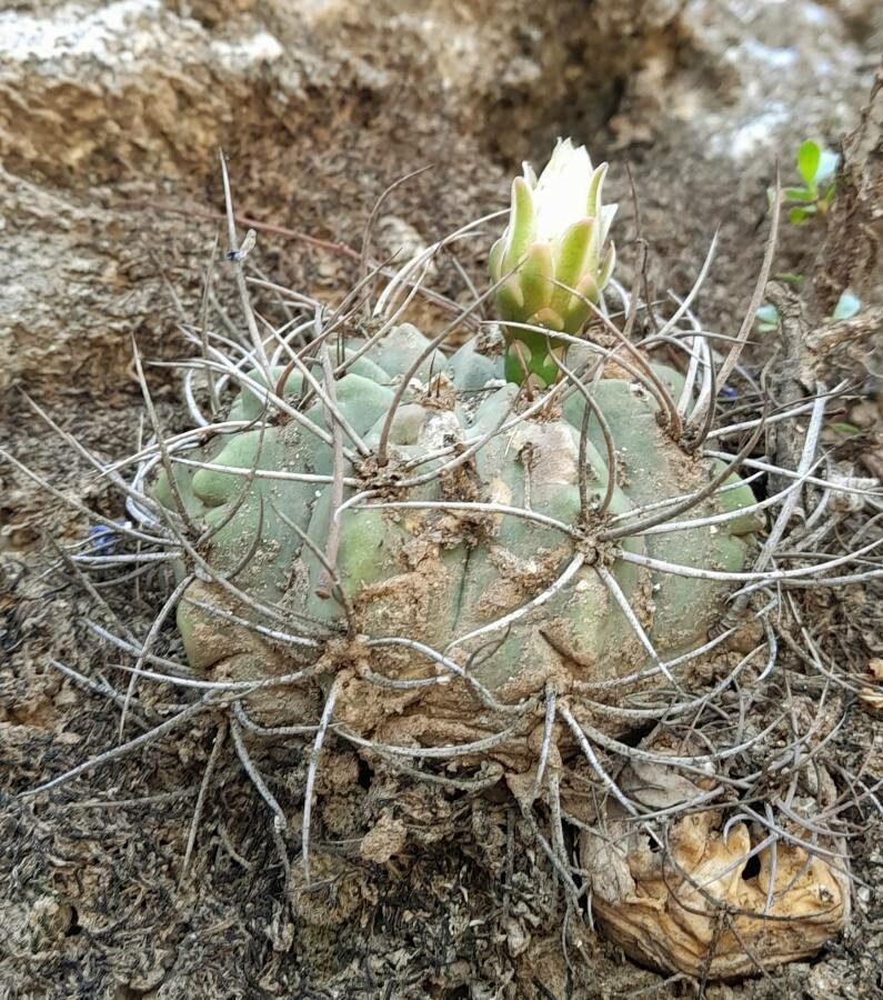 Gymnocalycium hybopleurum habit