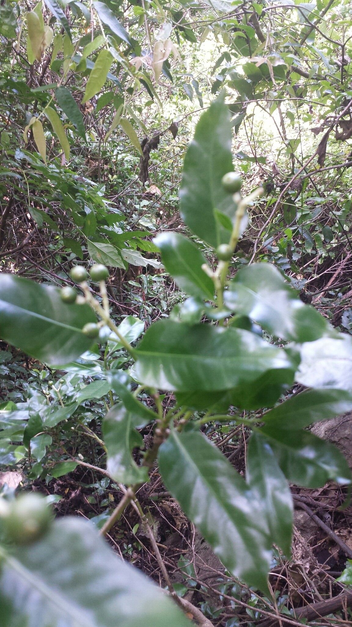 Chassalia richardii — houseplant care guide