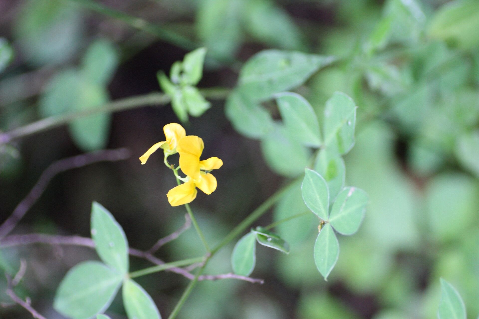 Argyrolobium tomentosum flower