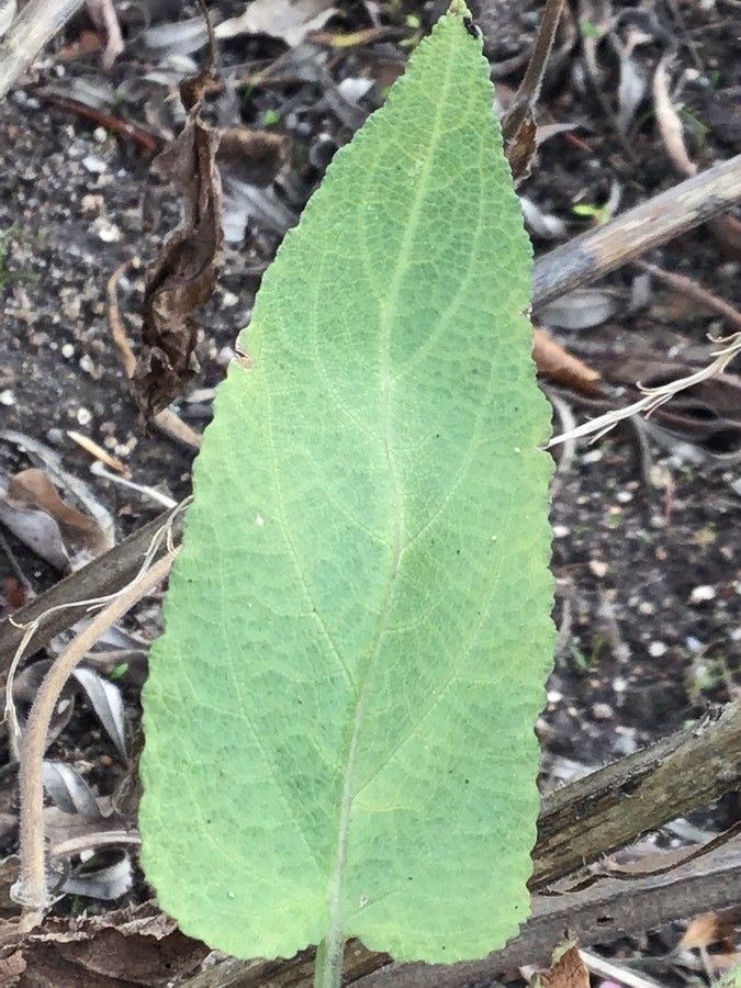 Salvia × sylvestris — search result for 'Salvia'